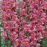 Львиный зев (Антирринум) большой (Antirrhinum majus)
