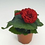 Бегония клубневая махровая (Begonia tuberhybrida)