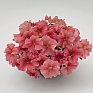 Петуния крупноцветковая (Petunia grandiflora)