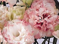 Лизиантус (Эустома) крупноцветковый