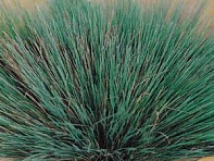 Булавоносец седой (Spiky Blue)