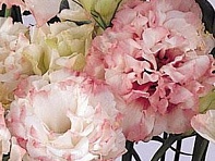 Лизиантус (Эустома) крупноцветковый (ABC F1)