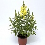 Львиный зев (Антирринум) большой (Antirrhinum majus)