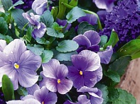 Виола Виттрока