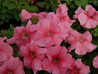 Петуния крупноцветковая (генетически компактная) (Limbo GP F1)