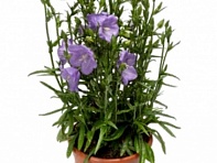 Колокольчик персиколистный (Earlion F1)