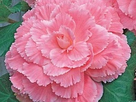 Бегония клубневая махровая (AmeriHybrid F1)