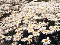 Нивяник большой