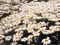 Нивяник большой (Silver Princess)