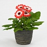 Гербера Джеймсона (Gerbera jemesonii)
