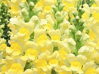 Львиный зев (Антирринум) большой (Opus F1)