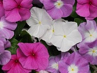 Катарантус розовый (Titan F1)