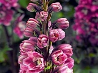 Дельфиниум высокий (генетически компактный) (Delphina)