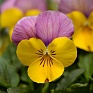 Виола рогатая (Viola cornuta)