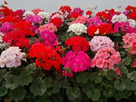 Герань (пеларгония садовая) генетически компактная (Nano F1)