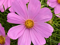 Космея дваждыперистая (Sonata)