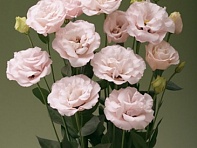 Лизиантус (Эустома) крупноцветковый (Corelli F1)