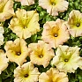 Петуния ампельная гибридная (Petunia x hybrida)