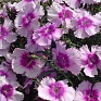 Гвоздика китайская (Dianthus chinensis)