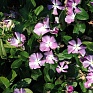 Катарантус розовый (Vinca rosea)