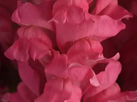 Львиный зев (Антирринум) большой