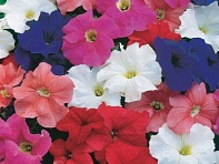 Петуния крупноцветковая (Storm F1)