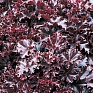 Гейхера мелкоцветная (Heuchera micrantha)