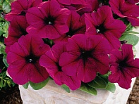 Петуния многоцветковая (Primetime F1)