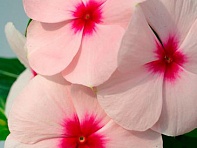 Катарантус розовый (Solar F1)