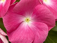 Катарантус розовый (Cora XDR F1)