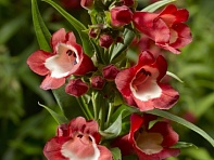 Пенстемон Хартвига (Partybells)