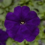 Петуния многоцветковая (генетически компактная) (Petunia multiflora)