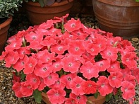 Петуния ампельная гибридная