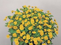 Марьянник болотный (Derby)