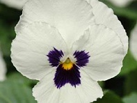 Виола виттрока (Panola XP F1)