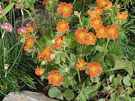 Гравилат шарлаховый (Koi)