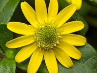 Санвиталия прекрасная (Queen of Sunlight)