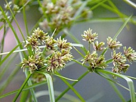 Сыть гладкая (Abby)