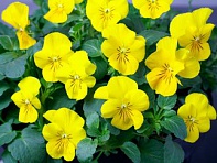 Виола рогатая (Corina F1)