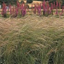 Ковыль тончайший (Stipa tenuissima) Ковыль тончайший (Stipa tenuissima)