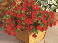 Петуния ампельная гибридная