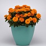 Цинния мариландская (Zinnia marylandica)