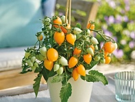 Томат (Funnyplums)