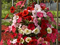 Петуния ампельная гибридная (Nivola F1)