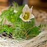 Прострел обыкновенный (Pulsatilla vulgaris)