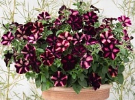 Петуния ампельная гибридная