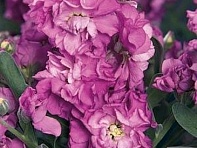 Левкой седой (Vintage) Левкой седой (Vintage)