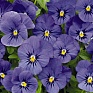 Виола рогатая (Viola cornuta)