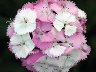 Гвоздика турецкая (Sweet F1)