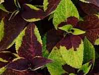 Колеус гибридный (Premium Sun)